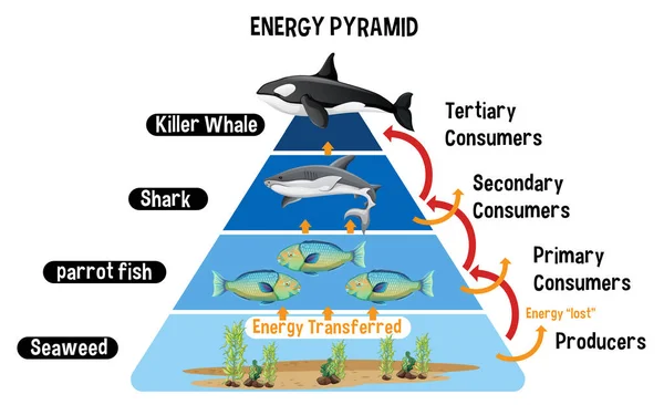 Eğitim Için Kuzey Kutbu Enerji Piramidini Gösteren Diyagram — Stok Vektör