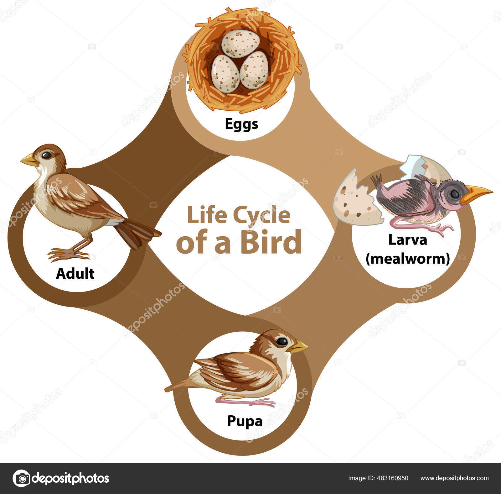 Obrázek Životního Cyklu Ptačího Diagramu Stock Vector od