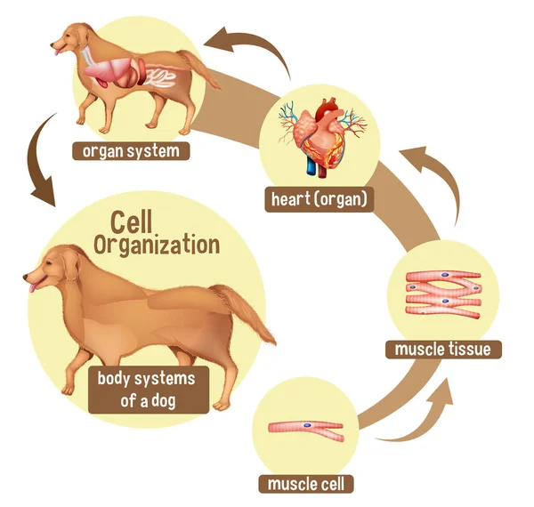 Diagrama Que Muestra Organización Celular Una Ilustración Perro — Vector de stock