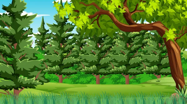 各种森林树木和许多松树的森林景观 — 图库矢量图片