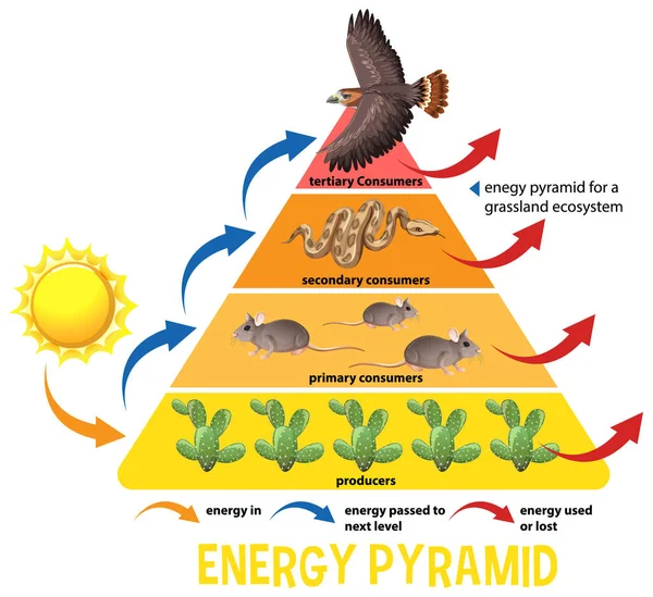 Věda Zjednodušená Ekologická Pyramida Ilustrace — Stockový vektor