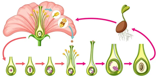Diagram Showing Parts Flower Illustration — Stock Vector