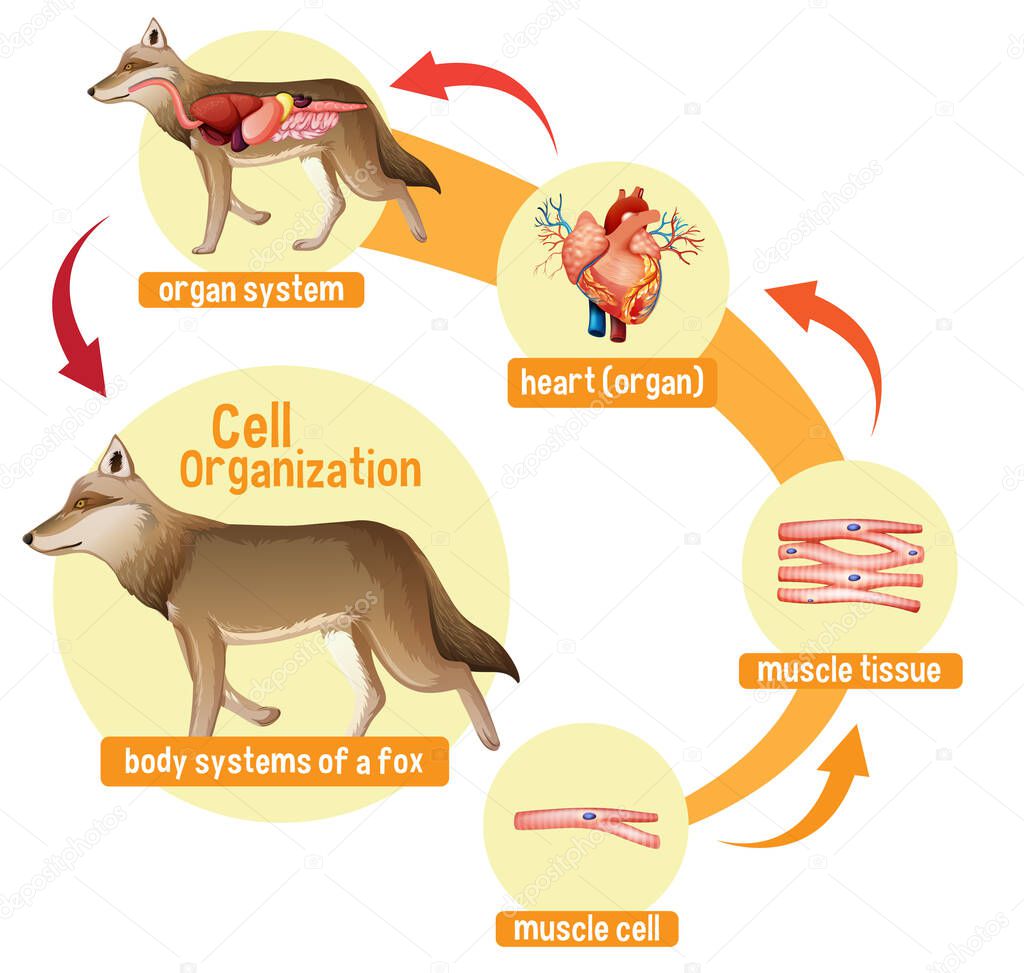 Diagram showing cell organization in a wolf illustration