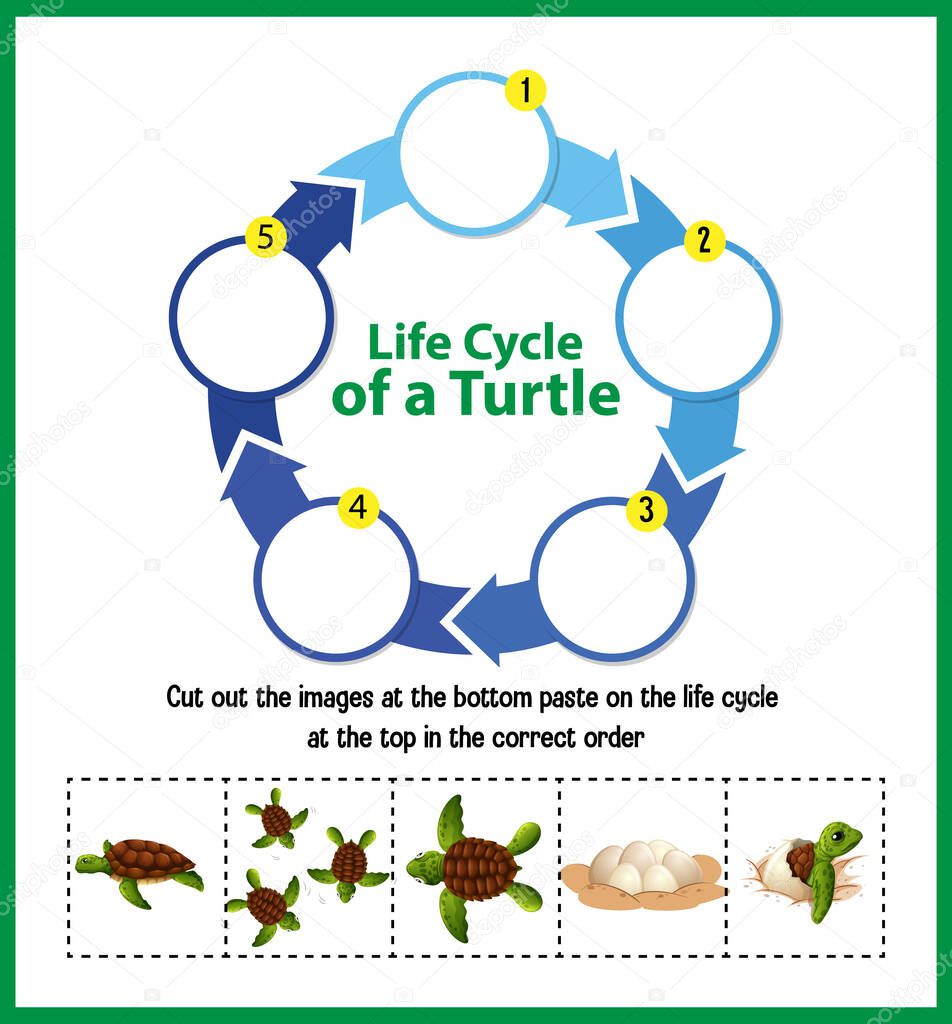 Diagram showing life cycle of Turtle illustration