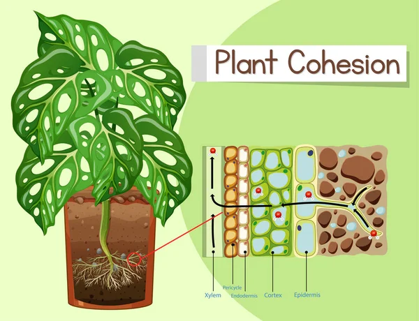 Diagram Met Illustratie Van Samenhang Van Planten — Stockvector