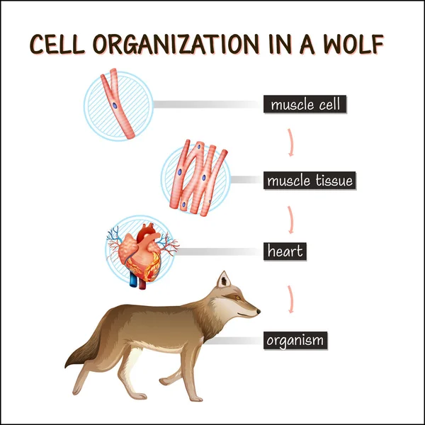 Diagramm Zeigt Die Zellorganisation Einer Wolf Illustration — Stockvektor