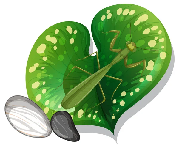 Top View Mantis Leaf Isolated Illustration — Vetor de Stock