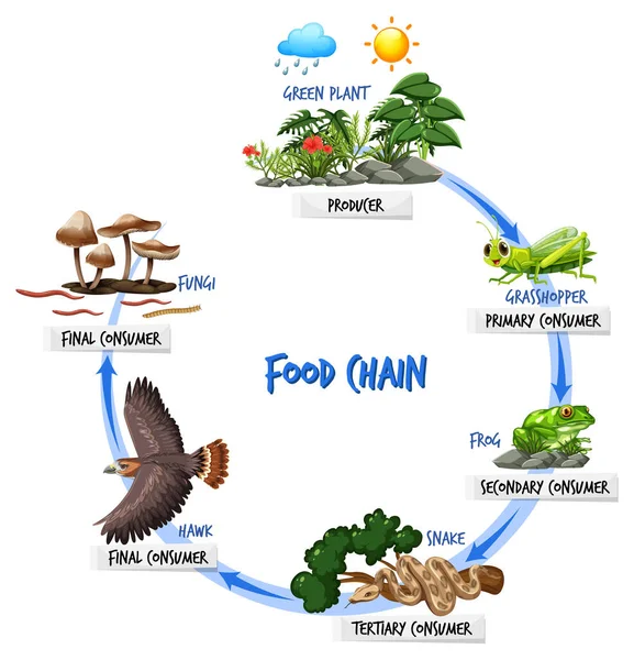 Diagrama Cadena Alimentaria Ilustración Del Concepto — Archivo Imágenes Vectoriales