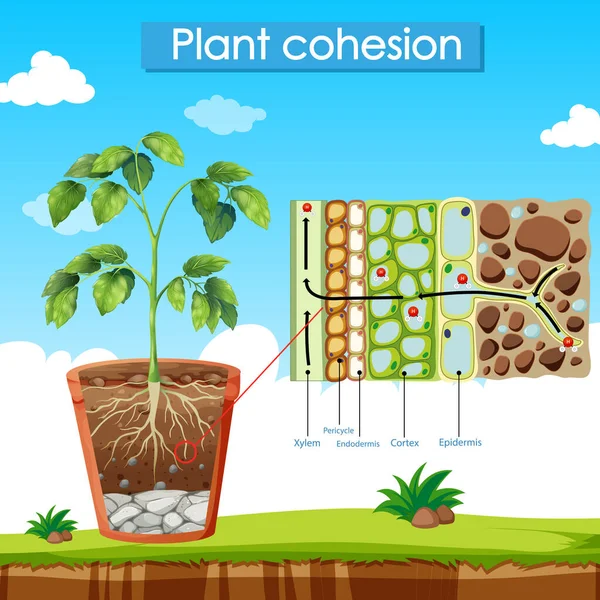 Diagrama Que Muestra Ilustración Cohesión Vegetal — Archivo Imágenes Vectoriales