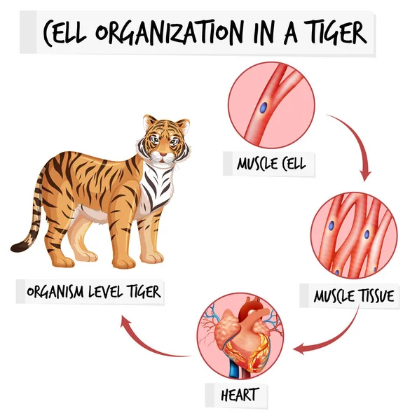 Diagram Met Celorganisatie Een Tijger Illustratie — Stockvector