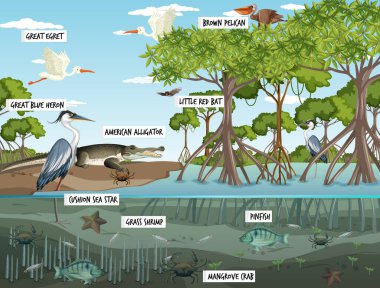 Mangrove orman manzarası gündüz vakti birçok farklı hayvan resimleriyle gösteriliyor.