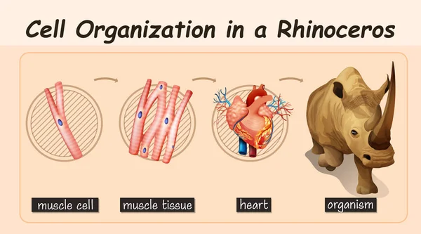 Diagramme Montrant Organisation Cellulaire Dans Une Illustration Rhinocéros — Image vectorielle