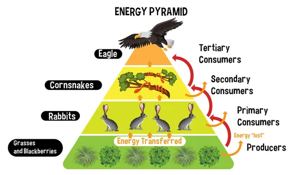 Diagrama Que Muestra Pirámide Energía Para Ilustración Educación — Archivo Imágenes Vectoriales