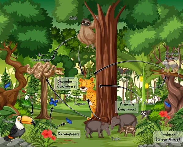 Schemat Przedstawiający Sieć Pokarmową Lesie Deszczowym Ilustracja — Wektor stockowy