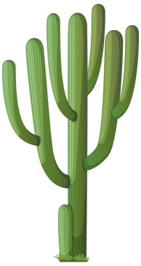 Beyaz arkaplanda izole edilmiş karikatür tarzında Saguaro kaktüsü