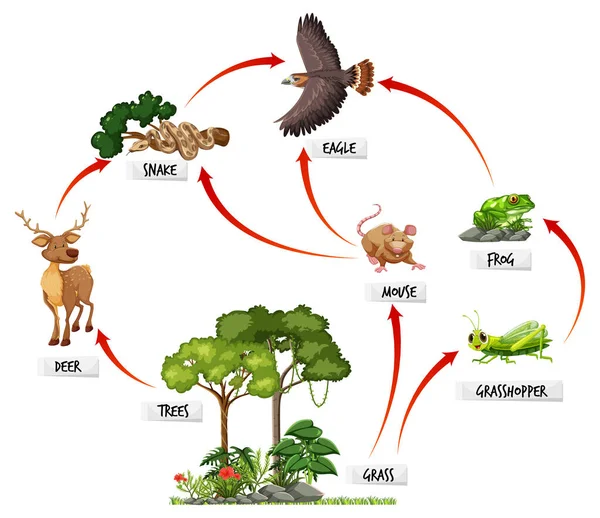 Диаграмма Показывающая Пищевую Сеть Иллюстрации Тропических Лесов — стоковый вектор