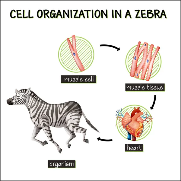 Zebra Çiziminde Hücre Organizasyonunu Gösteren Diyagram — Stok Vektör