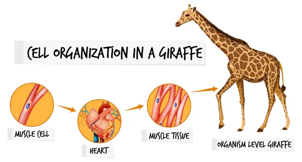 Schema Met Celorganisatie Een Giraffe Illustratie — Stockvector