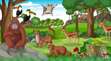 Orangutan, ormandaki diğer vahşi hayvanlarla ya da yağmur ormanlarındaki resimlerle dolu.