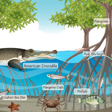 Mangrove orman sahnesi ve etiketli hayvanlar.