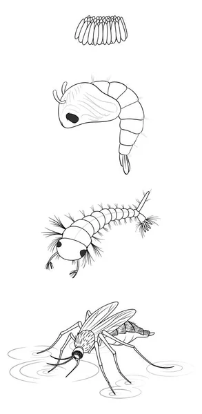 白底插图中的涂鸦风格蚊子的生命阶段 — 图库矢量图片