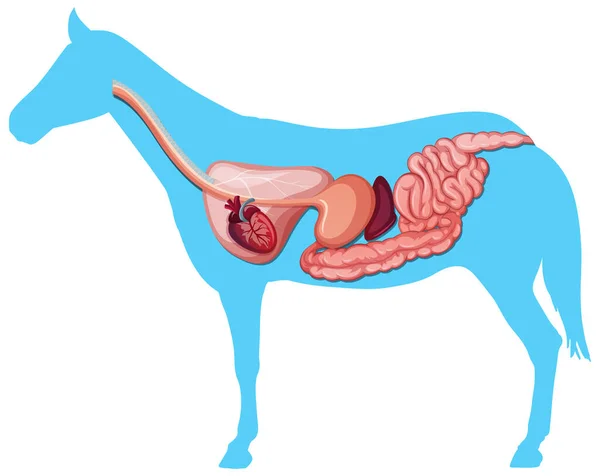 Interne Anatomie Eines Pferdes Isoliert Auf Weißem Hintergrund — Stockvektor