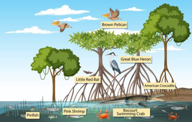Mangrove orman sahnesi ve etiketli hayvanlar.