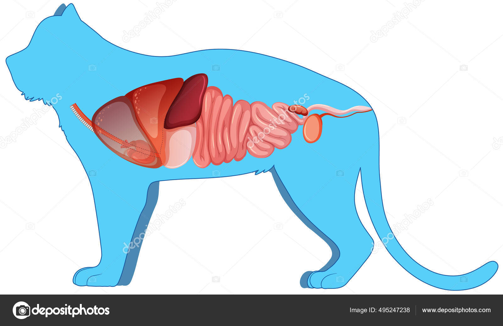 Cat Anatomy Internal Organ Structure Illustration Stock Vector Image by