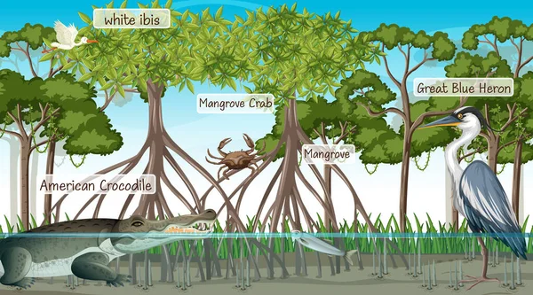 Escena Bosque Manglares Animales Con Nombre Etiqueta Ilustración — Vector de stock