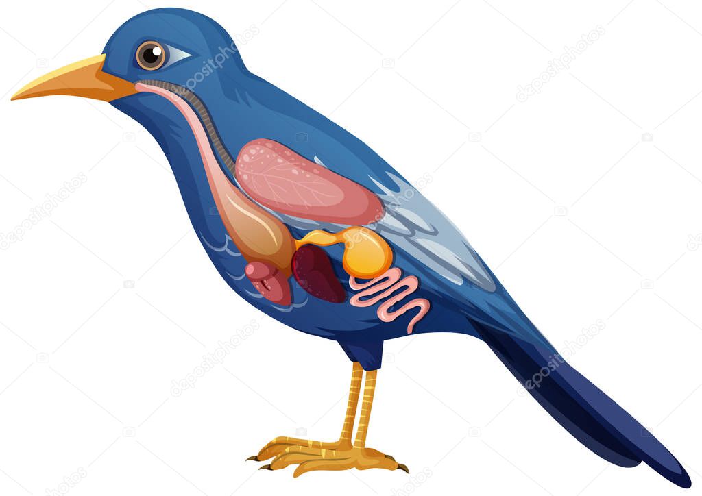 Internal anatomy of bird with organs illustration