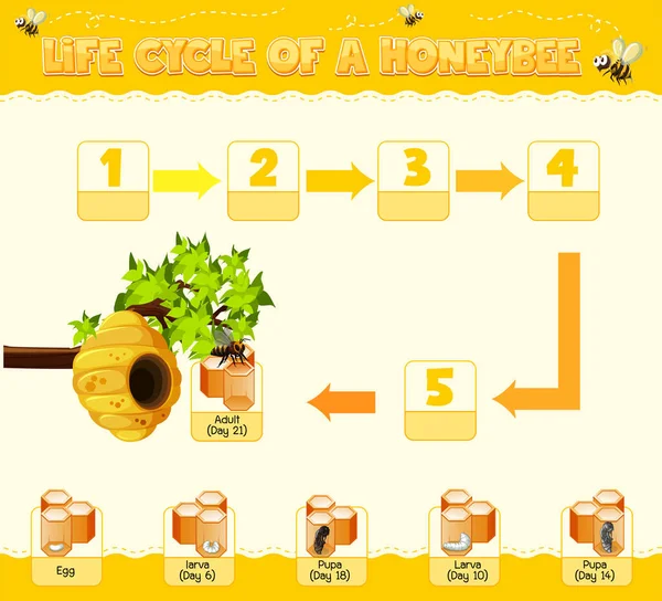 Diagrama Que Muestra Ciclo Vida Abeja Miel Ilustración — Archivo Imágenes Vectoriales