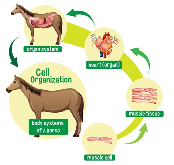 Schema Che Mostra Organizzazione Cellulare Illustrazione Cavallo — Vettoriale Stock