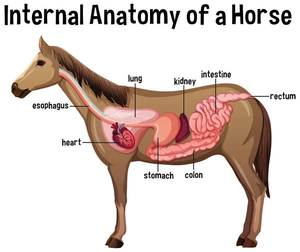 Vnitřní Anatomie Koně Štítkem Ilustrace — Stockový vektor