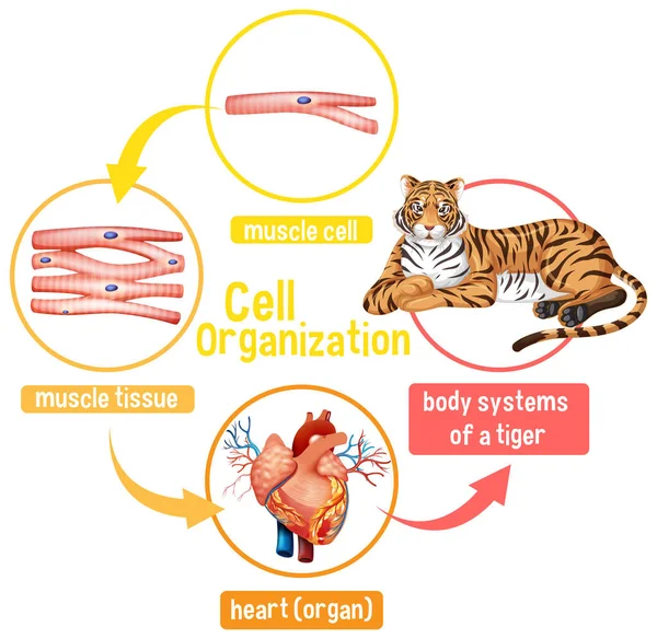 Διάγραμμα Που Δείχνει Την Οργάνωση Των Κυττάρων Μια Απεικόνιση Τίγρης — Διανυσματικό Αρχείο