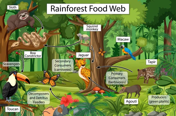 Diagrama Que Muestra Red Alimentaria Ilustración Selva Tropical — Vector de stock