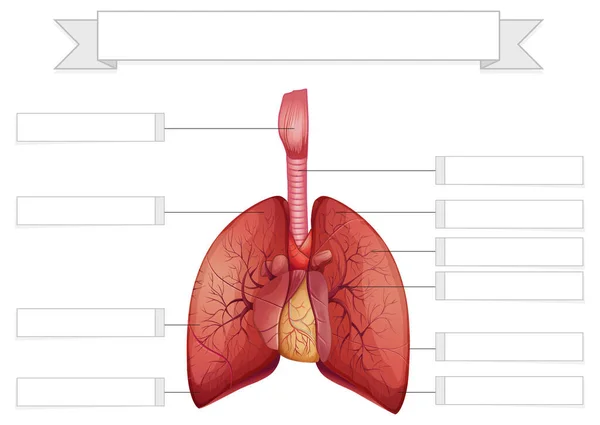 Struktura Wzoru Arkusza Roboczego Płuc Ilustracja — Wektor stockowy