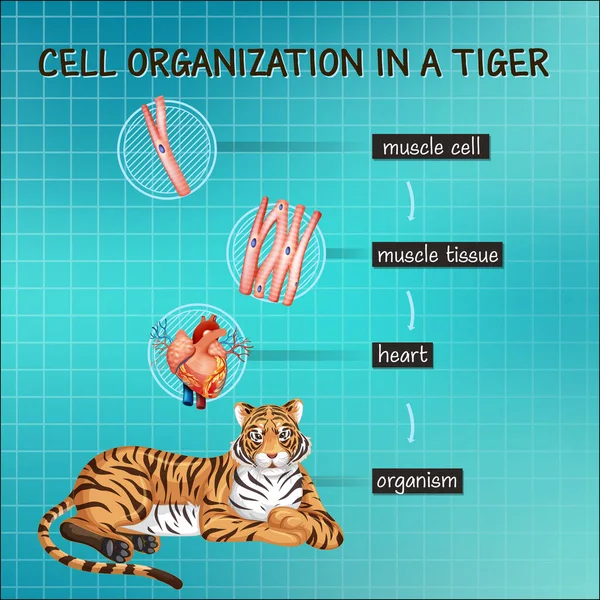 Diagram Menunjukkan Organisasi Sel Dalam Ilustrasi Harimau - Stok Vektor