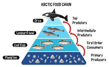 Diagram showing Arctic food chain for education illustration clipart svg vector 