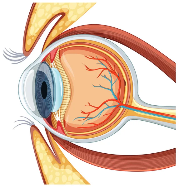 Diagram Anatomie Lidských Očí Ilustrace — Stockový vektor