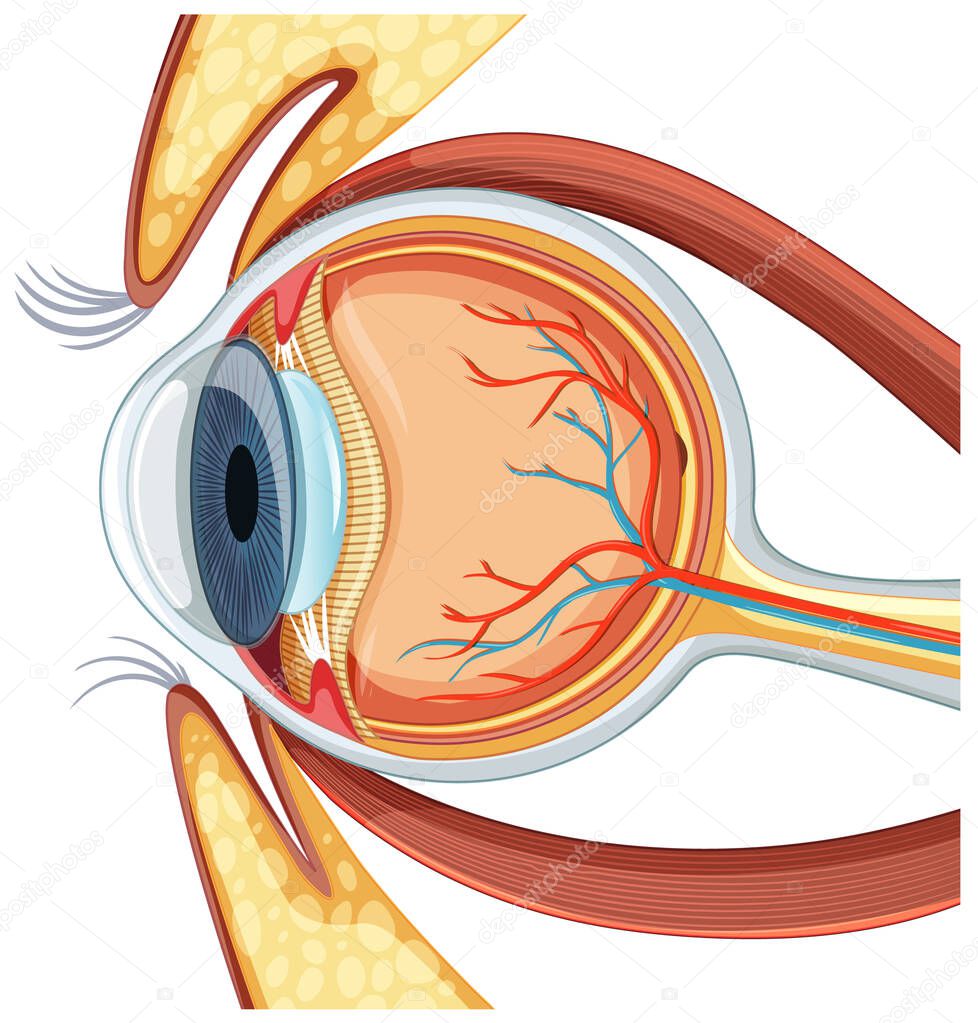 Diagram of human eyeball anatomy illustration