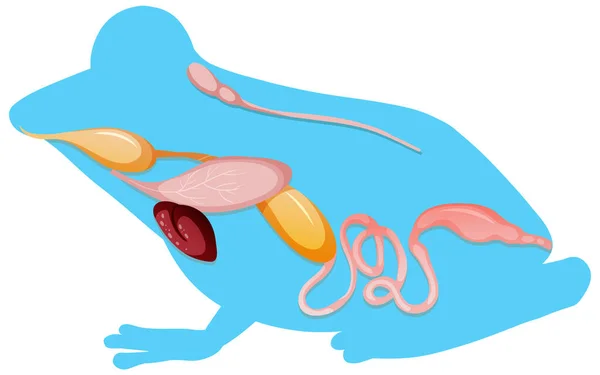 Wewnętrzna Anatomia Żaby Ilustracją Organów — Wektor stockowy