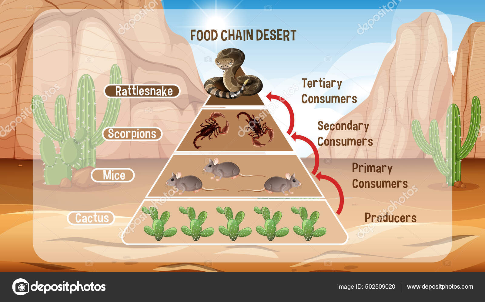 Diagram Showing Desert Food Chain Education Illustration Stock Vector