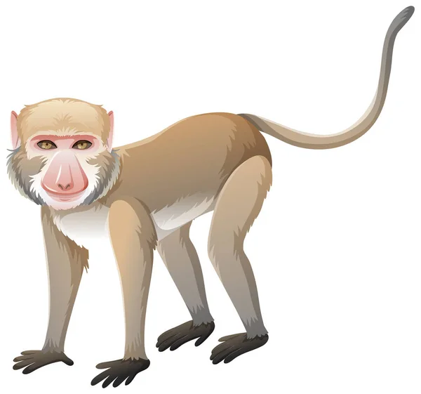 Macaque Mangeur Crabe Dans Style Dessin Animé Sur Fond Blanc — Image vectorielle