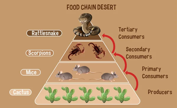Diagram Menunjukkan Ilustrasi Rantai Makanan Vektor Stok oleh ... Biology Diagrams