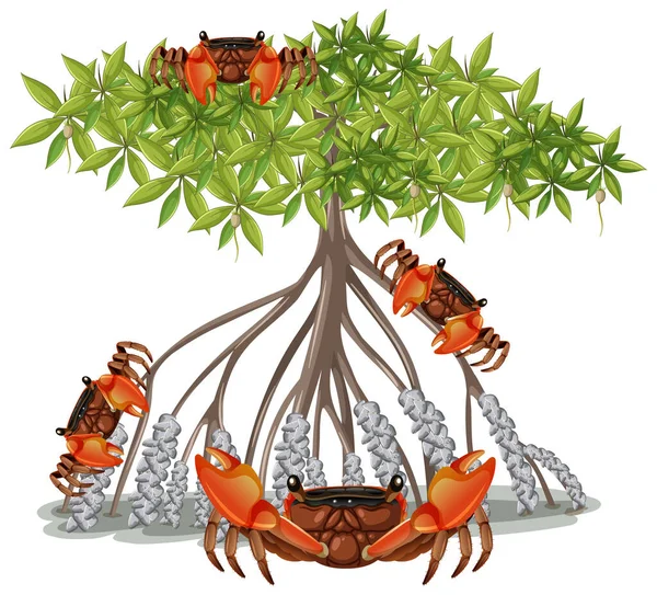 Mangrove Root Crab Mangrove Tree Cartoon Style White Background Illustration — Stock Vector
