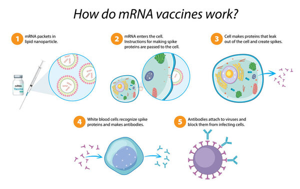 How mRNA vaccines work diagram illustration