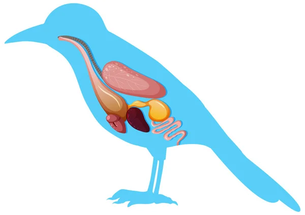 Internal Anatomy Bird Organs Illustration — Stock Vector