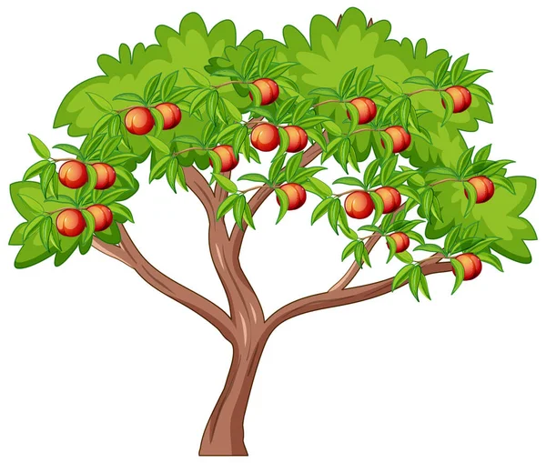 Muitos Pêssegos Uma Árvore Isolada Fundo Branco Ilustração — Vetor de Stock