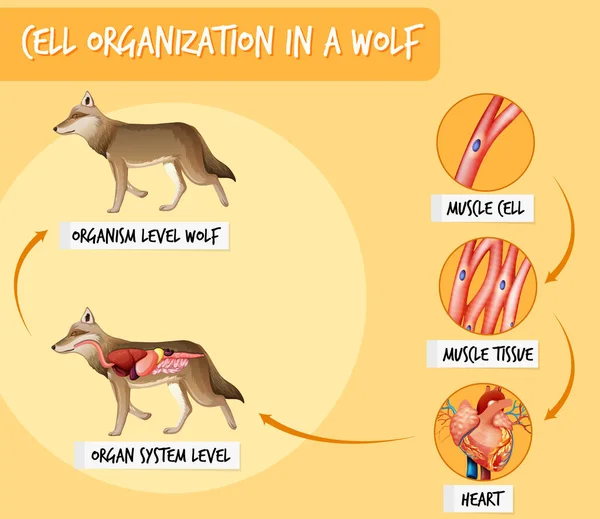 Diagrama Que Muestra Organización Celular Una Ilustración Lobo — Archivo Imágenes Vectoriales