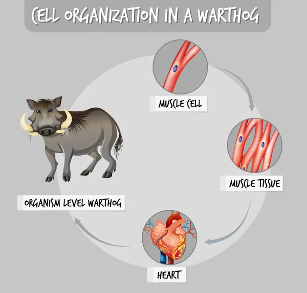 Diagram Som Visar Cellorganisationen Ett Vårtsvin Illustration — Stock vektor